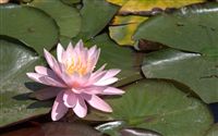 Most beautiful Water lily 