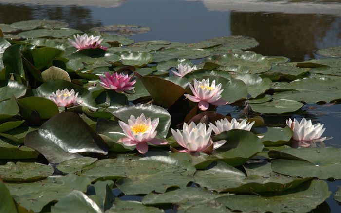 Nymphaea alba Water lilies 