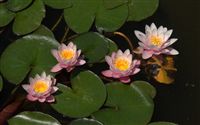 4 amazing water lilies 