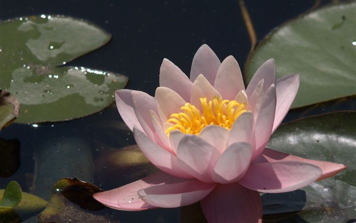 water lily 