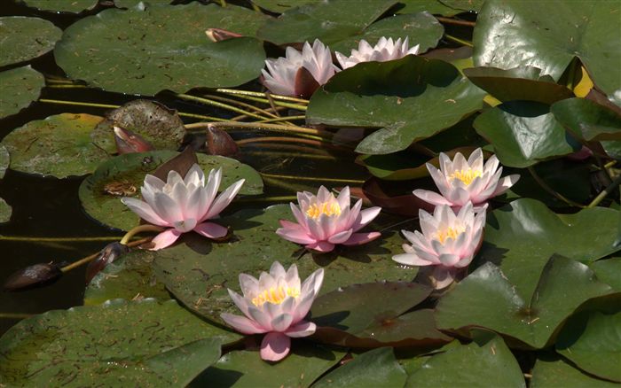 water lilies 