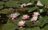 water lilies 