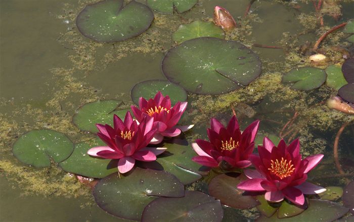 dark pink water lilies cluster 