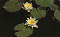 most beautiful yellow water lilies 