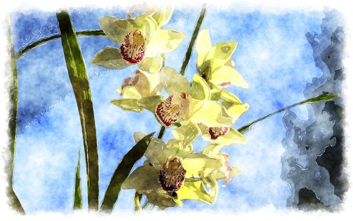 Orchid watercolor painting 