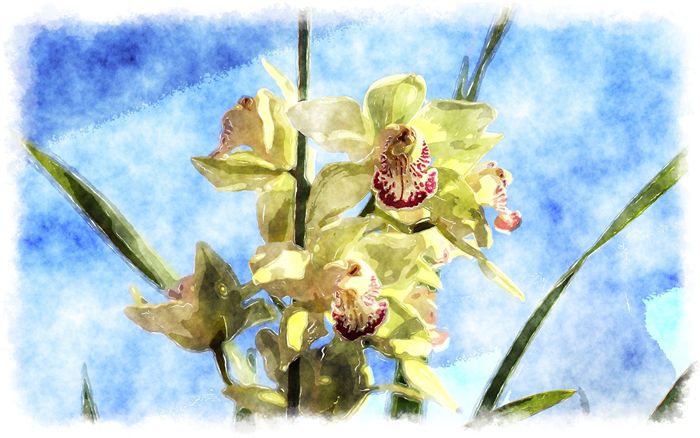 watercolor orchid painting 