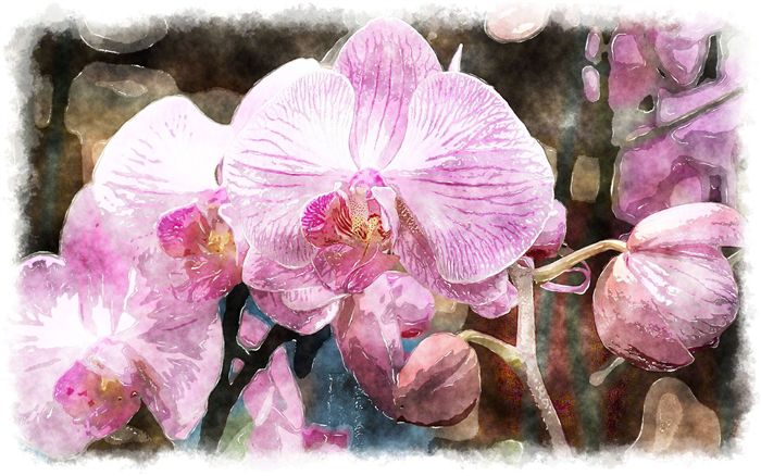 watercolor pink orchid 