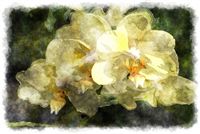 yellow orchid watercolor picture 