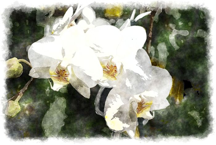 white phalaenopsis watercolor painting 
