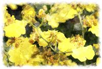 yellow oncidium orchid watercolor picture 