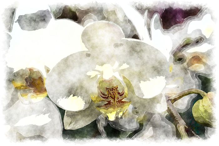 watercolor white orchid 
