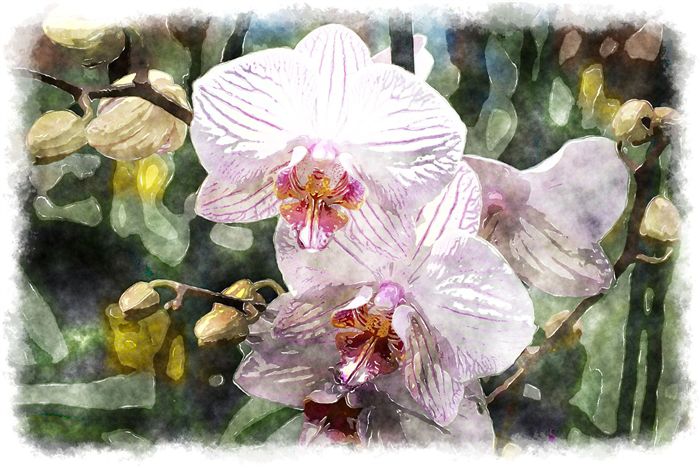 watercolor orchid 