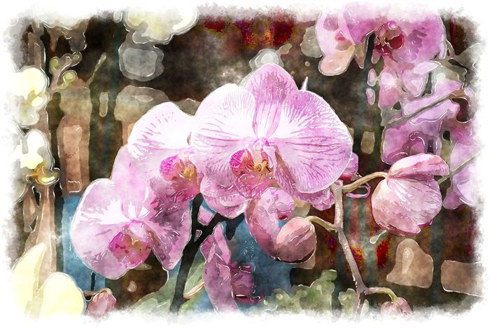 most beautiful pink orchid watercolor painting 