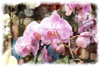 most beautiful pink orchid watercolor painting 