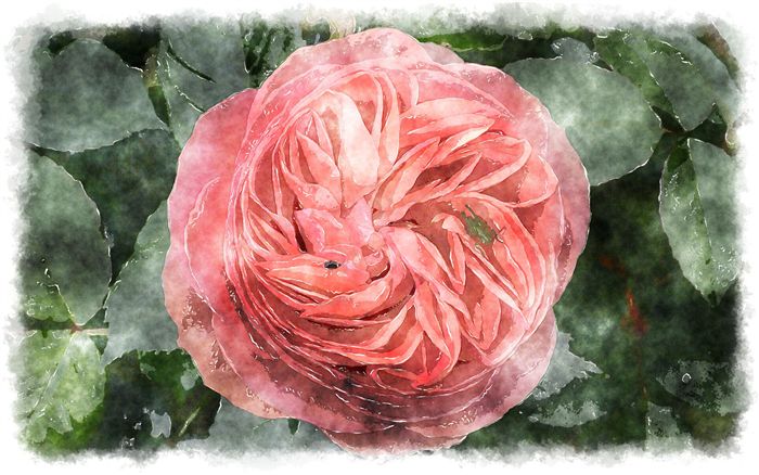 watercolor gallica rose 