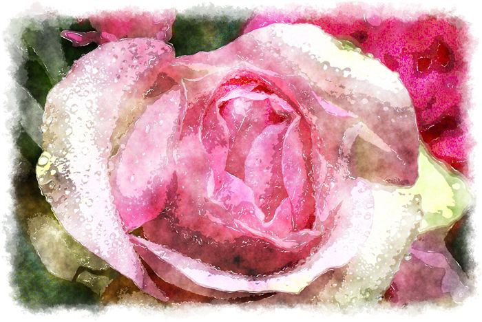 pink rose watercolor 