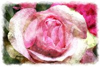 pink rose watercolor 