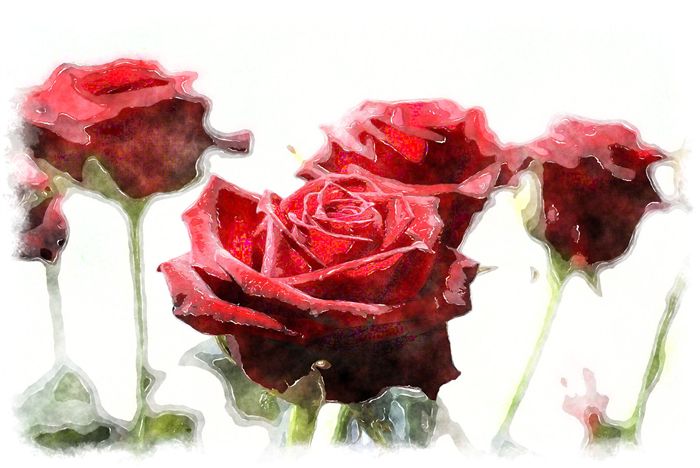 watercolor red roses 
