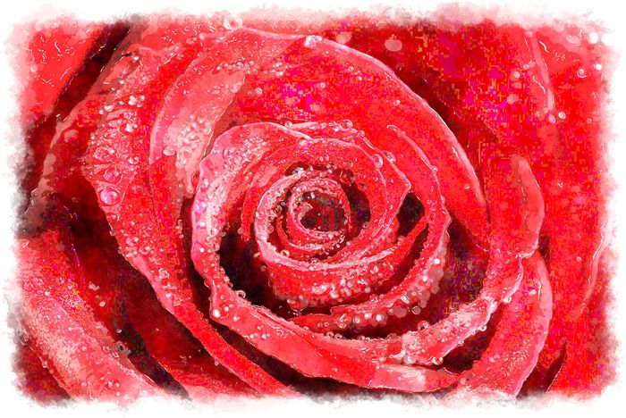 watercolor red rose macro 
