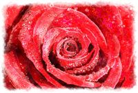 watercolor red rose macro 