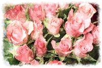 pink rose bouquet watercolor 
