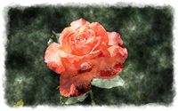beautiful red rose watercolor painting 