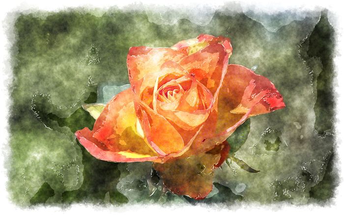 watercolor orange rose 