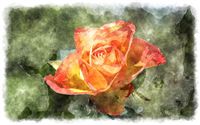 watercolor orange rose 