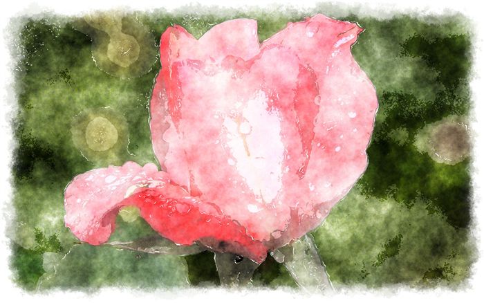 watercolor pink rosebud 