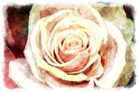 peach rose watercolor 