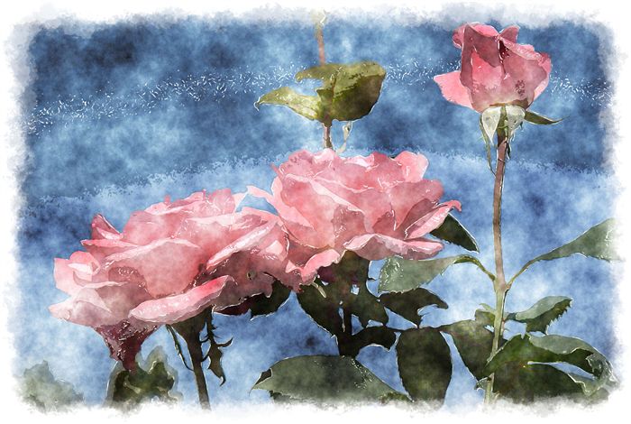 light pink roses watercolor 