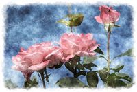 light pink roses watercolor 
