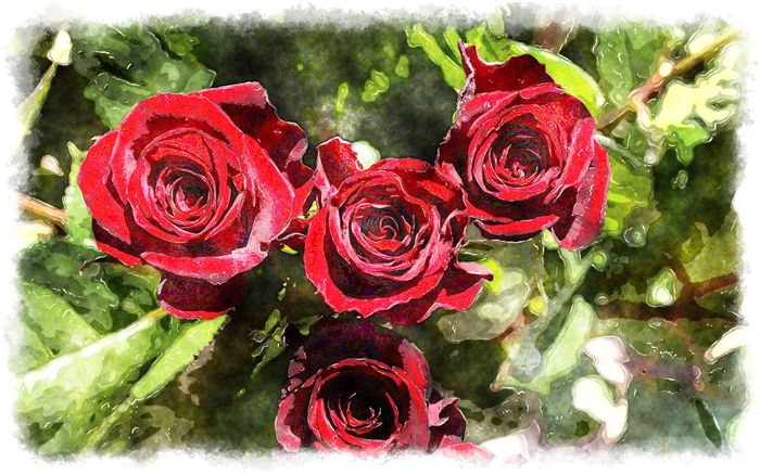 watercolor 4 red roses 