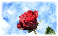 watercolor red rose 