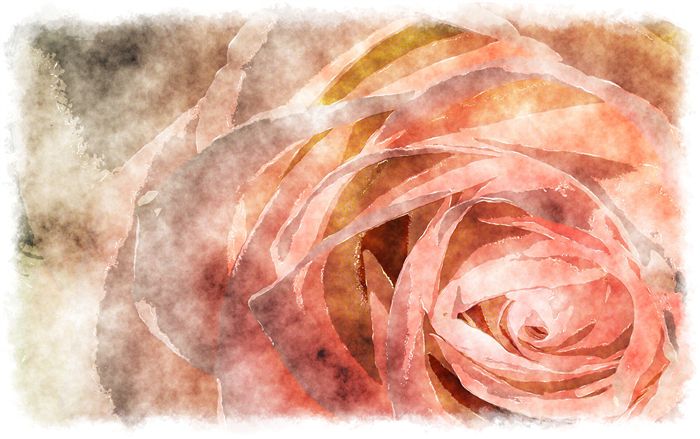 watercolor rose macro 