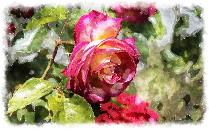 amazing rose watercolor 
