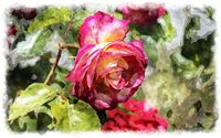 amazing rose watercolor 