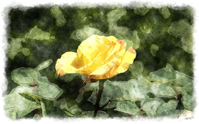 yellow rosebud watercolor 