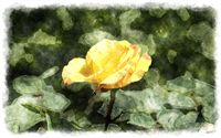 yellow rosebud watercolor 