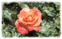 orange rose 