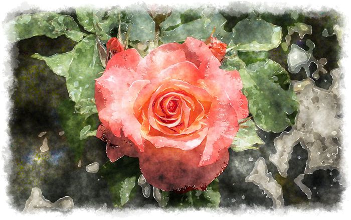 beautiful watercolor rose 