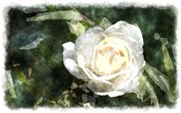 watercolor white rose 