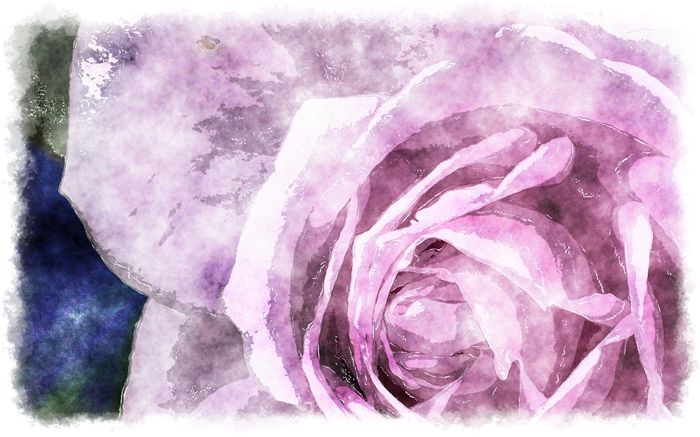 purple rose watercolor 