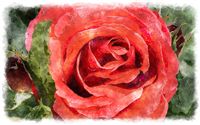 red rose watercolor close up 
