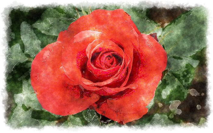 red rose watercolor 