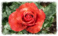 red rose watercolor 