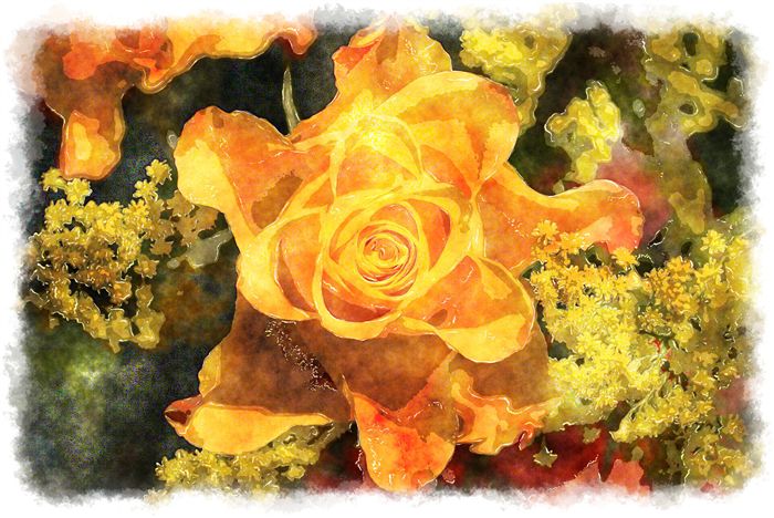 yellow rose watercolor 
