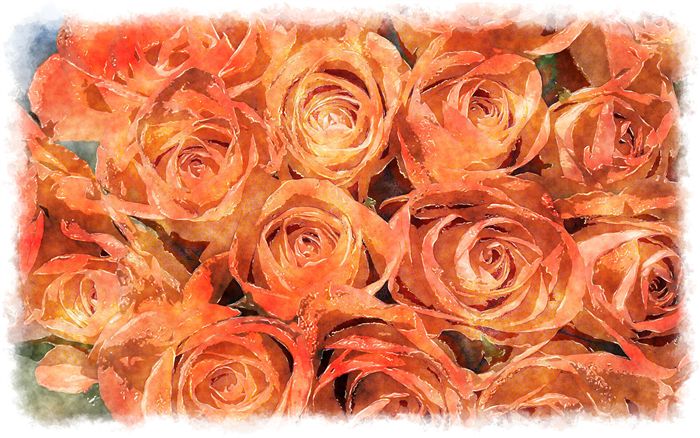 orange roses bouquet watercolor 