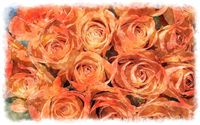 orange roses bouquet watercolor 
