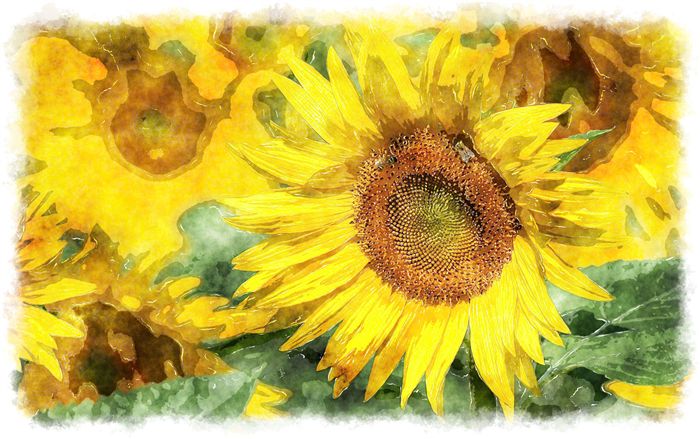 watercolor sunflower 